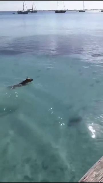 Слабоумие и отвага смотреть онлайн