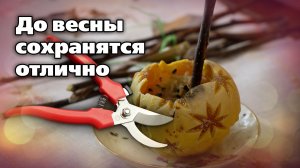 Как сохранить черенки для весенних прививок. Проверенный способ