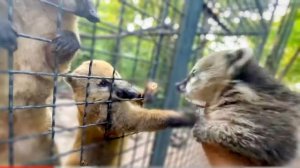 Ангелина с Люсей помогают СПАСТИ МАЛЕНЬКОГО НОСУШОНКА!