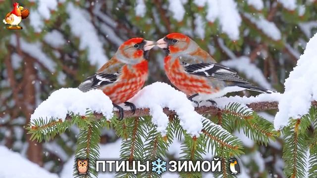Птицы зимой в лесу 🐦🦉🦅 видео для отдыха душой 🌲(23) смотреть онлайн