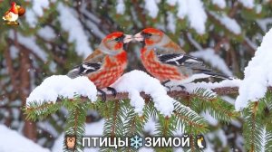 Птицы зимой в лесу 🐦🦉🦅 видео для отдыха душой 🌲(23)