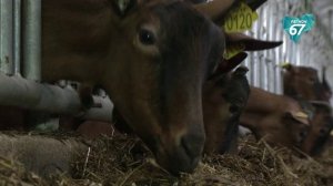 Миллиард рублей был направлен на развитие животноводства и растениеводства в регионе в 2025 году