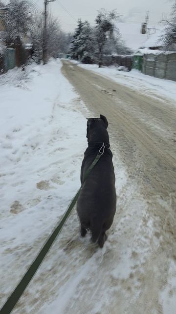 Кане-корсо Зевс и послушание! 13.01.2026 г. смотреть онлайн