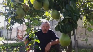 Окулировка (летняя прививка) на примере шелковицы