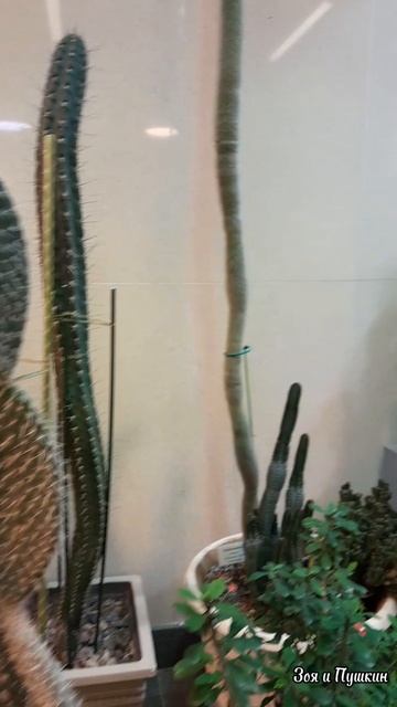 Длинные кактусы. Царицынские оранжереи смотреть онлайн