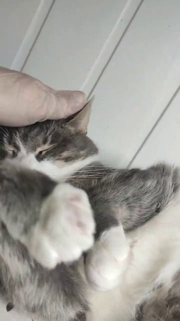 Джанго кот со сломанной лапкойкот с обидами на людей⬛теперь ласковый контактный няшаскоро домой смотреть онлайн