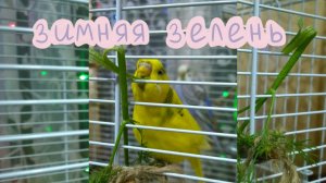 ЗИМНЯЯ ЗЕЛЕНЬ для моих волнистых попугайчиков.