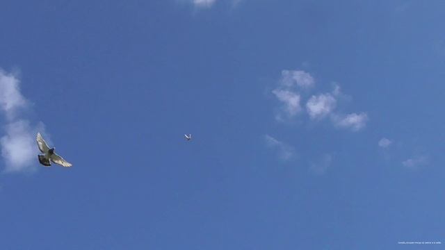 Голубка показывает бокс в небе смотреть онлайн