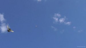 Голубка показывает бокс в небе