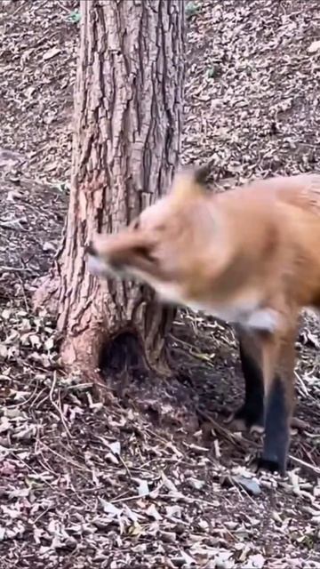 ты кто #приколы #прикол #юмор смотреть онлайн