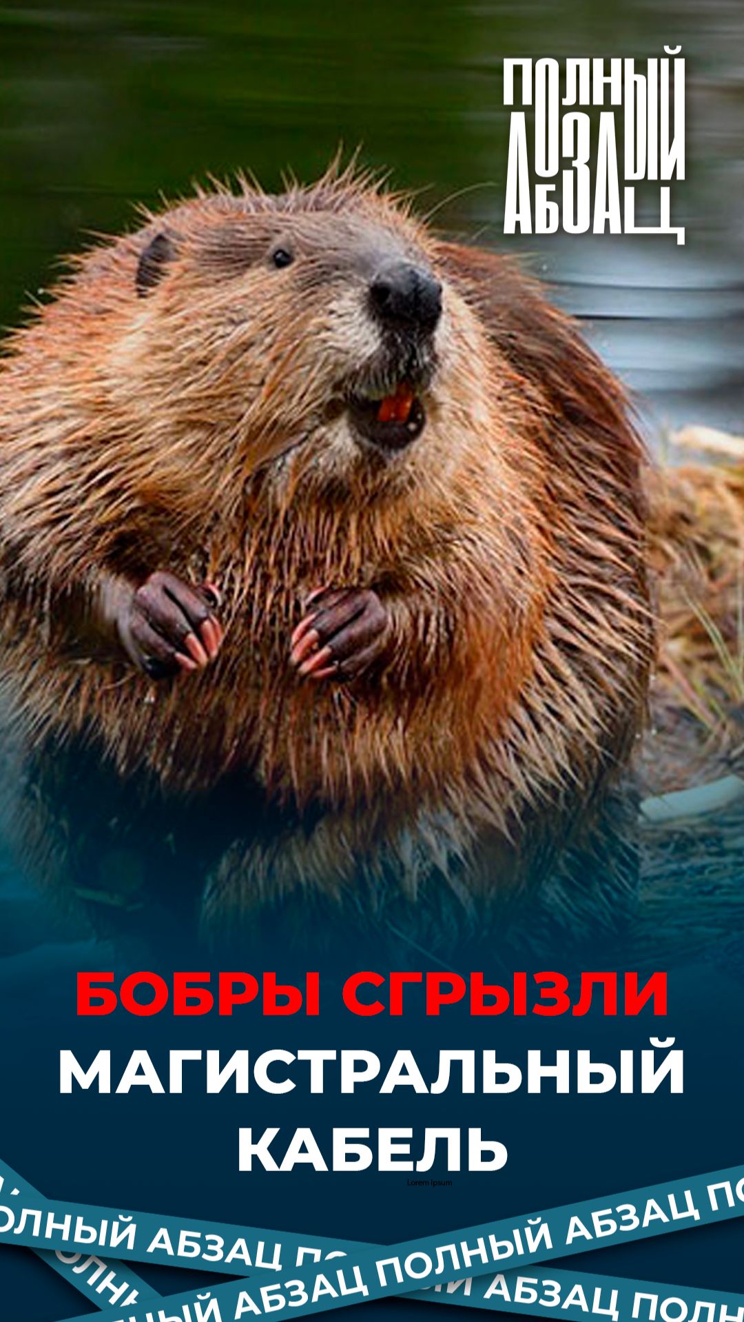 Бобры сгрызли магистральный кабель смотреть онлайн