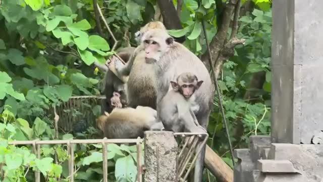 Беженец🇮🇩Бали. КОММЕНТАРИИ： ДАЛА ЗА БУКЕТ. ПАПИК. ЛИЧ смотреть онлайн