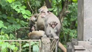 Беженец🇮🇩Бали. КОММЕНТАРИИ： ДАЛА ЗА БУКЕТ. ПАПИК. ЛИЧ