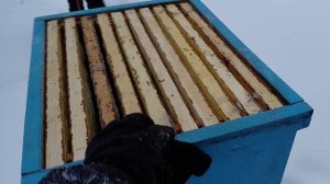 ❄️🍯 Мёд из сугроба?! Собрали 100 кг в Рождество