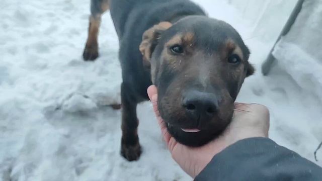 Рекс подрос и заматерел, красавчик | © 2026 смотреть онлайн