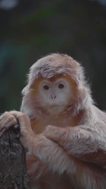 Это я обиделась на мужа, сижу жду извинений 😁😄😄 смотреть онлайн