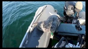 Интересный факт:«Морские непоседы»