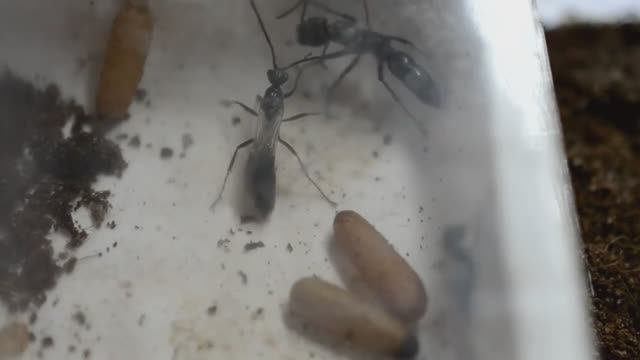 Как рождаются муравьи. Самец Neoponera villosa. Проект _Две матки_ смотреть онлайн