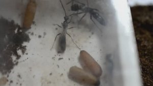 Как рождаются муравьи. Самец Neoponera villosa. Проект _Две матки_