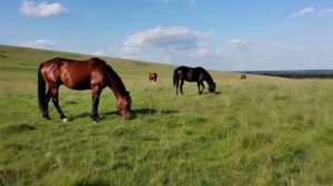 гармонь и лошади