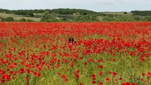 О самом главном