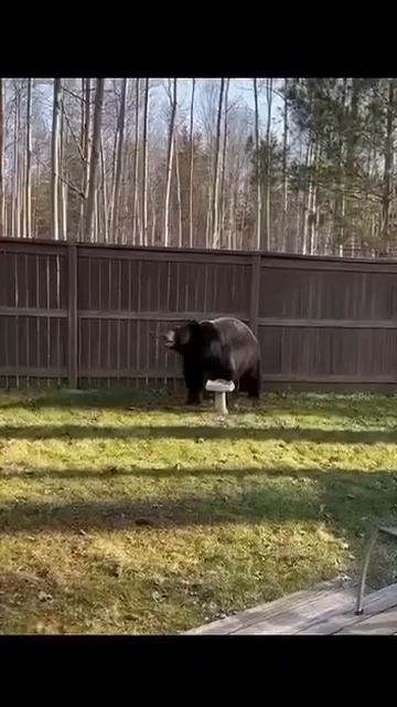 Не любит кот Василий чужих смотреть онлайн