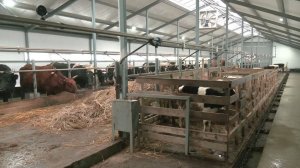 Новый коровник в Шенталинском районе. Как фермер воплотил идею в жизнь