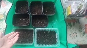 Посеяла цветочки и немного овощей! Старт дан!