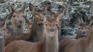 зимняя спокойная фоновая музыка для настроения расслабления и сна, природа Лес снег, winter music