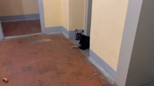 🆘🆘🆘🆘Подольск!!! Хозяина забрали в психиатрическую больницу!! 🆘🆘🆘откликов нет!!!!