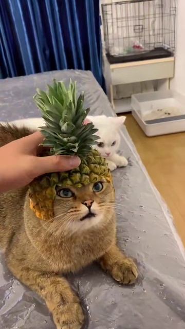 Защита от дракона смотреть онлайн