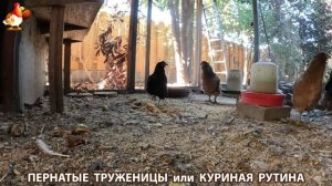 Куриная рутина – что делают куры на выгуле 😂 эпизод (114)