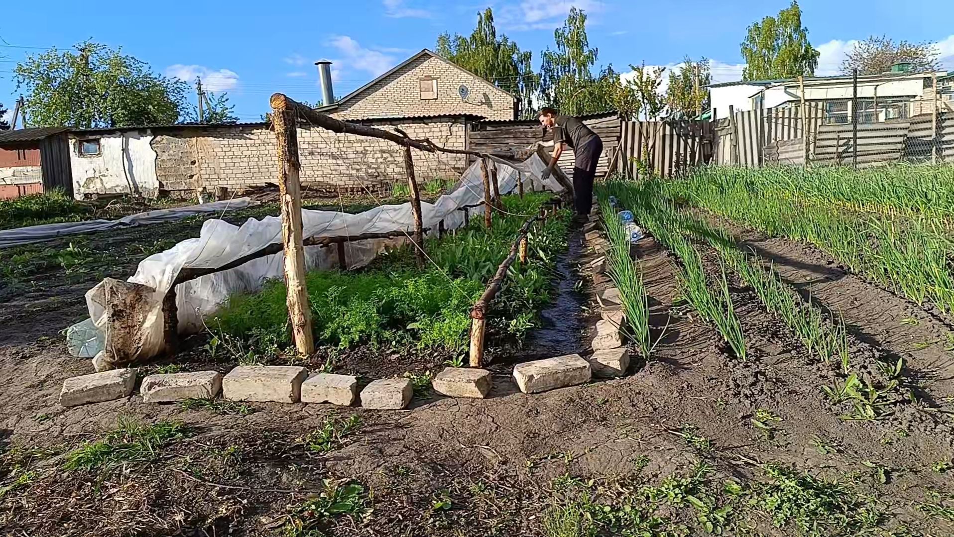 Как растут рассада в моей бесплатной мини теплицы. Прополка. Кормлю кур. Дрова смотреть онлайн
