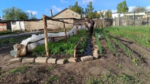 Как растут рассада в моей бесплатной мини теплицы. Прополка. Кормлю кур. Дрова