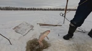 Проверка удочек. 39 день.