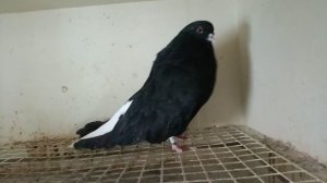 Мелитопольские голуби