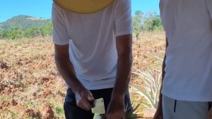 Ананасовая ферма... 14.01.26.