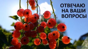 Вопрос-ответ. Природное земледелие.