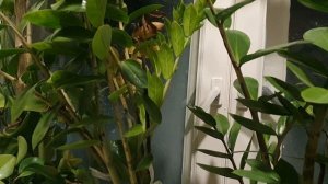 Меж веков и страниц...