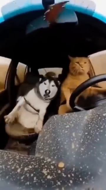 Штурман не выдержал смотреть онлайн