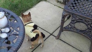 Топ Модели Черри и Лилли. Короткий обзор моих изделий для собак. Примерка.