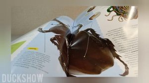 Обзор Жука-Носорога!