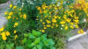 На даче летом. Сезон 2025.