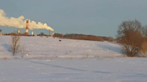 Команда подзыва у бретона и лабрадора на прогулке. А так же встреча с куропатками.