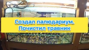 Создал палюдариум. Почистил травник