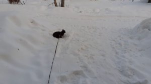 Тишка заинтересовался птичками.