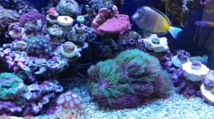 Морской аквариум на 1000 литров