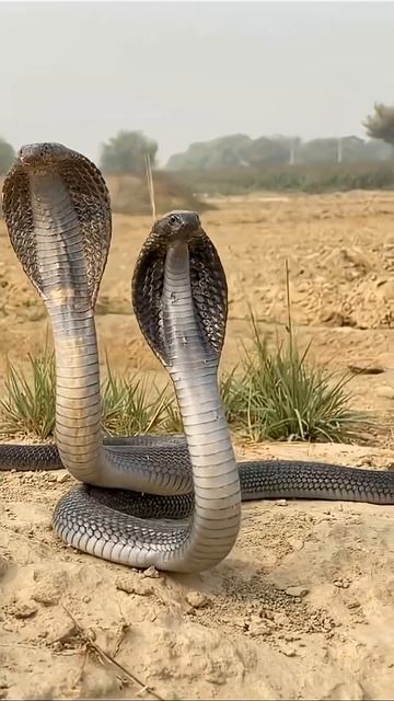 Интересные факты о медоеде 🦫✨ смотреть онлайн