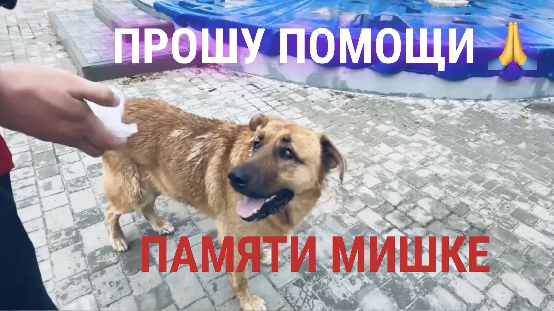 ЧЕРНОМОРСКОЕ ВМЕСТЕ! Продолжаем сбор на скульптуру Мишке. Буду благодарна за поддержку 🙏🐕💖 смотреть онлайн