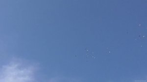 Гоняем голубей в красивый вечер